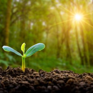 slow-gardening-sapling-1666864841
